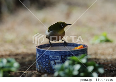 庭に飛んで来た鳥メジロ、 119925530
