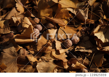 西陽差す、銀杏（イチョウ）の落ち葉 119925939