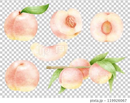 水彩畫的桃子插圖集 119926067