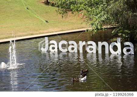 ジャカランダのサインとカモ 119926366