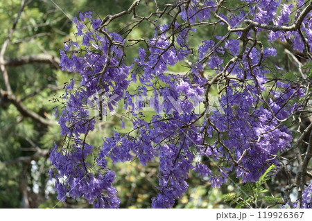 ジャカランダの花びら ジャカランダの花びら 119926367