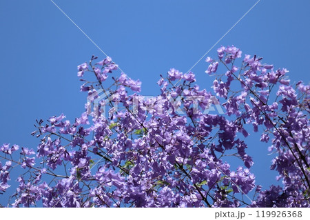 ジャカランダの花びら ジャカランダの花びら 119926368