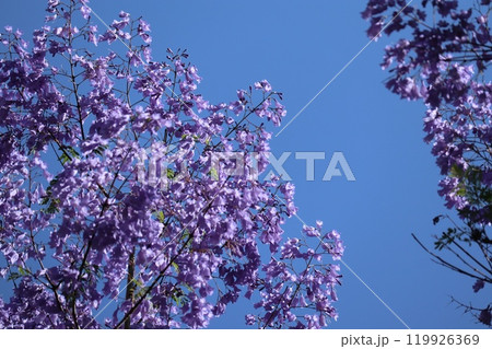 ジャカランダの花びら ジャカランダの花びら 119926369