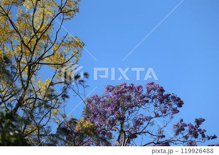 黄色と紫のジャカランダ 119926488