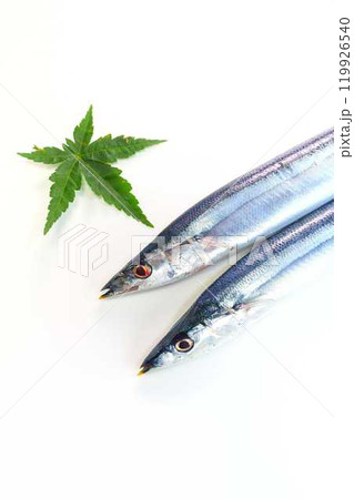 サンマ 秋刀魚 さんま サンマ 秋刀魚 さんま 119926540