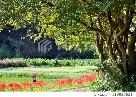 稲刈りの済んだ田んぼの道に咲く彼岸花と案山子 稲刈りの済んだ田んぼの道に咲く彼岸花と案山子 119926621