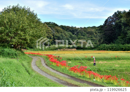 田んぼ脇の道の案山子と赤く咲く彼岸花 119926625