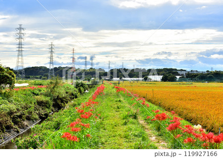 茅ヶ崎小出川遊歩道に紅く鮮やかに咲く彼岸花 茅ヶ崎小出川遊歩道に紅く鮮やかに咲く彼岸花 119927166