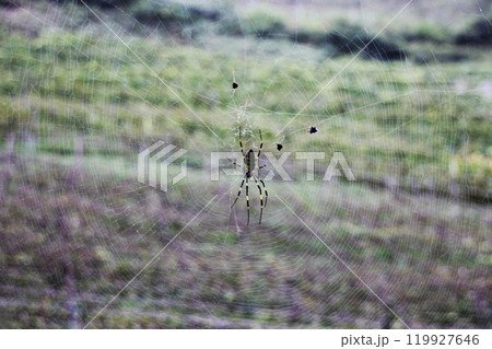 蜘蛛の巣に掛かった小さな生き物は絡め取られて食べられる。自然のサークルの 119927646