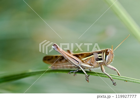 ツチイナゴ 119927777