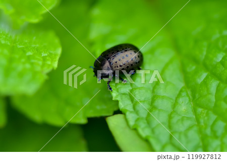 ハッカハムシ 119927812