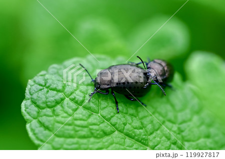 ハッカハムシ 119927817
