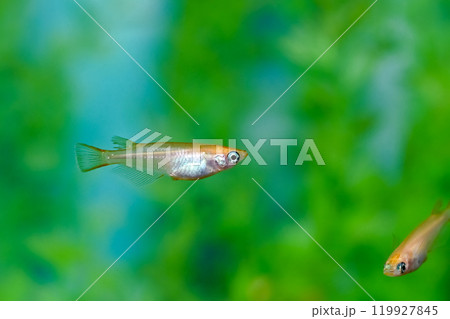 ヒメダカ ヒメダカ 119927845