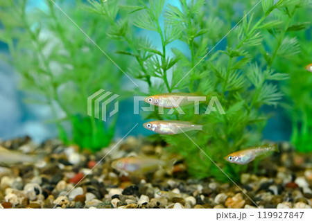 ヒメダカ 119927847