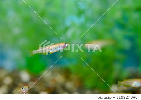 ヒメダカ 119927848