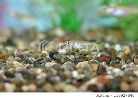 ヒメダカ 119927849