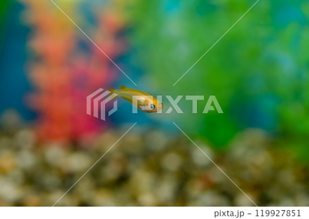 ヒメダカ 119927851