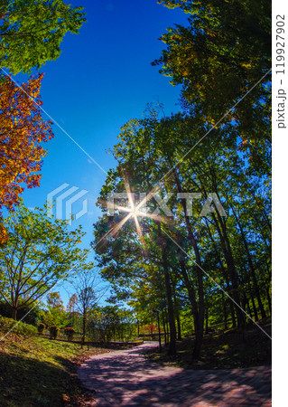 秋の木漏れ日 119927902