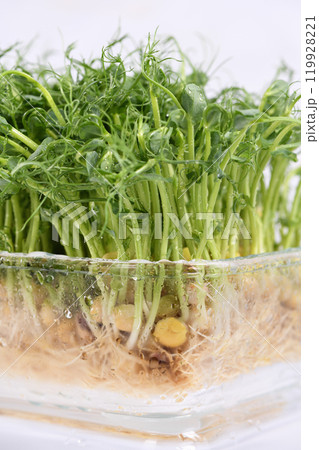 Green pea seed sprouts Green pea seed sprouts 119928221