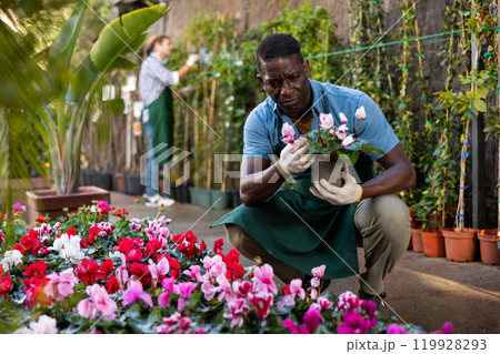 African american floriculturist checking blooming cyclamen persicum in pots 119928293