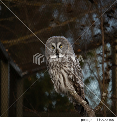 Portrait of great grey owl Portrait of great grey owl 119928400