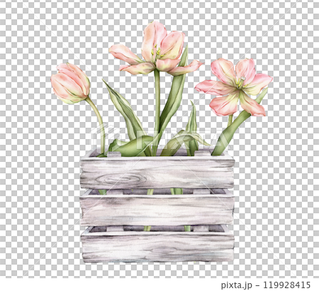 Pastel pink light yellow bud bouquet Tulips in wooden box watercolor illustration isolated on background. Hand drawn delicate garden spring perennial bulbous flower for spring wedding design or card. Pastel pink light yellow bud bouquet Tulips in wooden box watercolor illustration isolated on background. Hand drawn delicate garden spring perennial bulbous flower for spring wedding design or card. 119928415