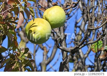 カリン(花梨) カリン(花梨) 119929373
