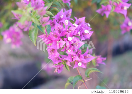 Bougainvillea flowers in the garden with natural background. Bougainvillea flowers in the garden with natural background. 119929633