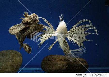 ミノカサゴ オニオコゼ カサゴ Lionfish 泳ぐオコゼ 毒魚 虎魚 鬼虎魚 遊離軟条 ミノカサゴ オニオコゼ カサゴ Lionfish 泳ぐオコゼ 毒魚 虎魚 鬼虎魚 遊離軟条 119929682