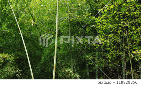 青々とした笹の葉をつけ力強く成長する竹やぶ 119929856