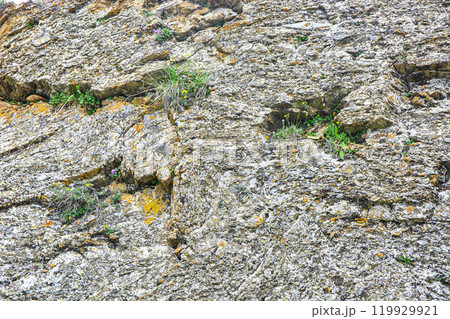 Vegetation on a large rock in the mountains. Terskey Alatoo mountains, Tian-Shan, Karakol, Kyrgyzstan Vegetation on a large rock in the mountains. Terskey Alatoo mountains, Tian-Shan, Karakol, Kyrgyzstan 119929921