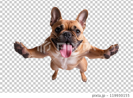 Playful French Bulldog Jumping with Tongue Out on Transparent Background Playful French Bulldog Jumping with Tongue Out on Transparent Background 119930155