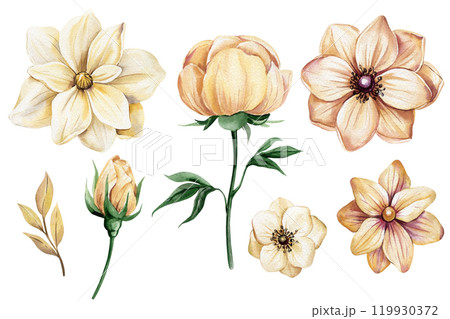 Elegant watercolor floral illustration set with soft beige flowers on isolated white background. Vintage flora 119930372