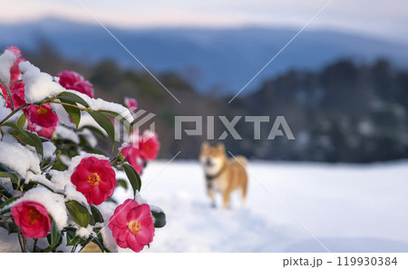 椿と雪の風景と柴犬 119930384