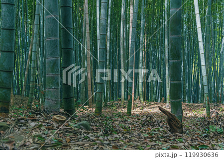 京都嵐山 竹林の風景 京都嵐山 竹林の風景 119930636
