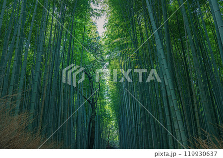 京都嵐山 竹林の風景 京都嵐山 竹林の風景 119930637