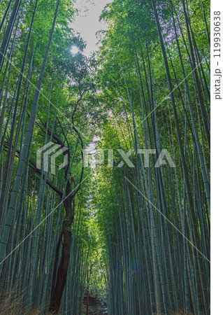 京都嵐山 竹林の風景 119930638