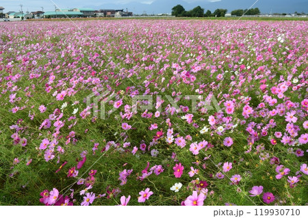 三重県員弁郡東員町のコスモス畑(咲き誇る) 三重県員弁郡東員町のコスモス畑(咲き誇る) 119930710