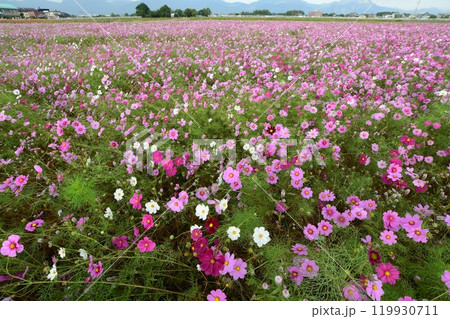 三重県員弁郡東員町のコスモス畑(咲き誇る) 119930711