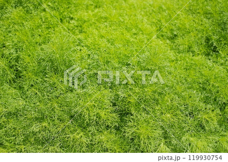 Green fresh dill in the garden. Natural background. Top view. Green fresh dill in the garden. Natural background. Top view. 119930754