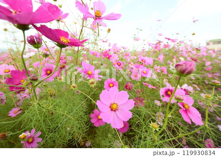 三重県員弁郡東員町のコスモス畑(ローアングル) 119930834