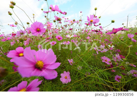 三重県員弁郡東員町のコスモス畑(ローアングル) 119930856