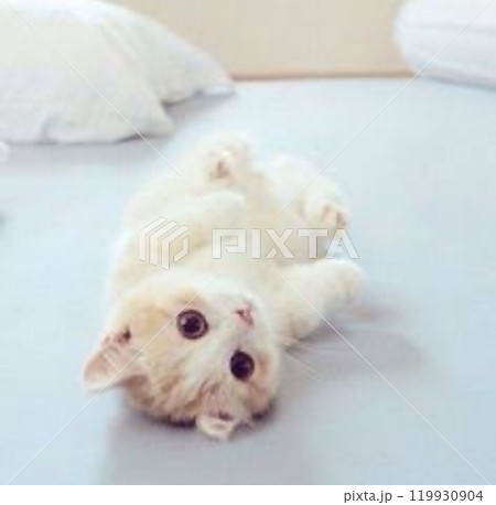 ベッドでゴロゴロする子猫 119930904