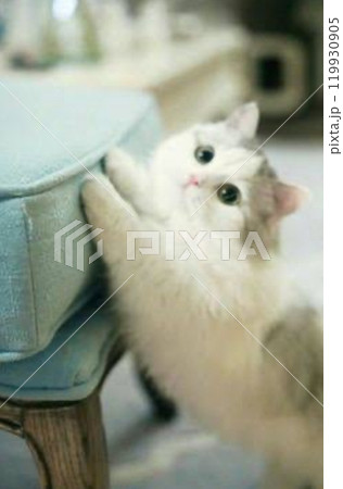 サイズ感がエグい仔猫ちゃん 119930905