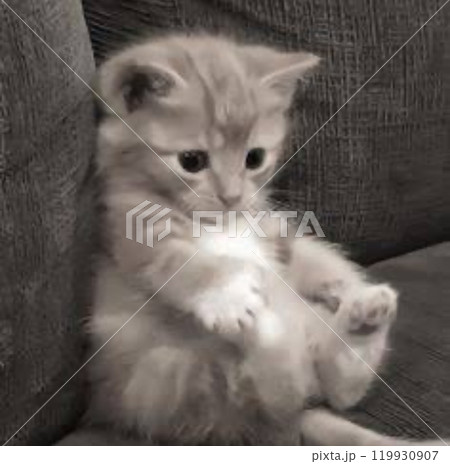 ちょい体固め?な子猫 ちょい体固め?な子猫 119930907