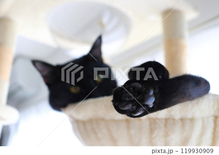 黒猫 キャットタワー 足 黒猫 キャットタワー 足 119930909