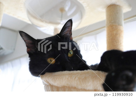 黒猫 キャットタワー 黒猫 キャットタワー 119930910