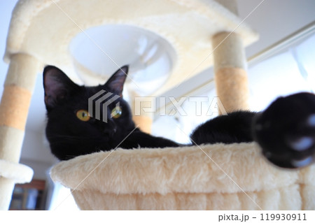 黒猫　キャットタワー 119930911