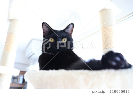 黒猫 キャットタワー 黒猫 キャットタワー 119930913
