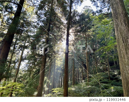 山の中をハイキング 119931446